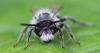 Andrena sp.